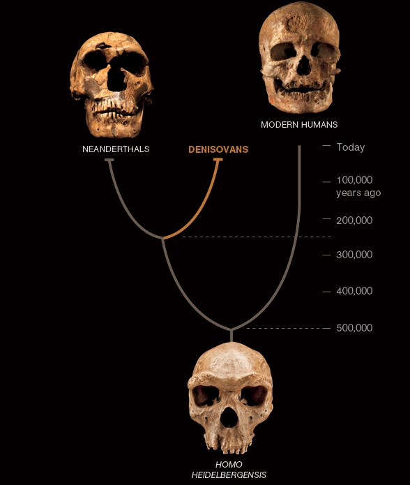 The Family Tree - Neanderthals and Denisovans were closely related. DNA comparisons suggest that our ancestors diverged from theirs some 500,000 years ago. (Click on image to view larger.)
 
 A Tale of Three Humans
A third kind of human, called Denisovans, seems to have coexisted in Asia with Neanderthals and early modern humans. The latter two are known from abundant fossils and artifacts. Denisovans are defined so far only by the DNA from one bone chip and two teeth—but it reveals a new twist to the human story.
Chip Clark, Smithsonian Institution.